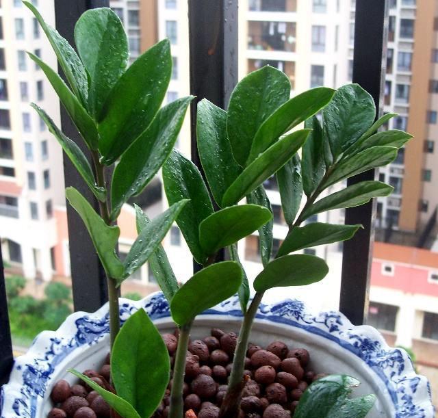 金钱树的扦插时间与方法,金钱树用叶子怎么培植