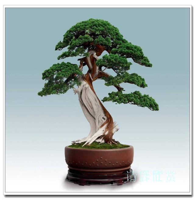 景观树预防虫害,树虫害怎么补救