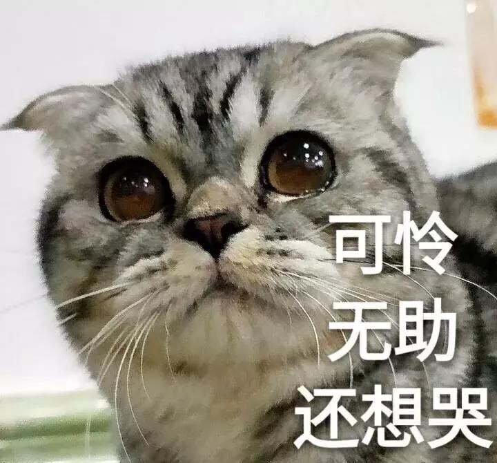那些年失误的喵星人铲屎官已笑疯,喵星人的厉害行为报复铲屎官