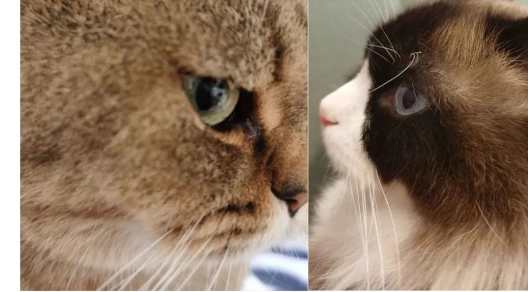 家里有两只猫想养一只狗,家里有只猫又来了一只狗怎么相处