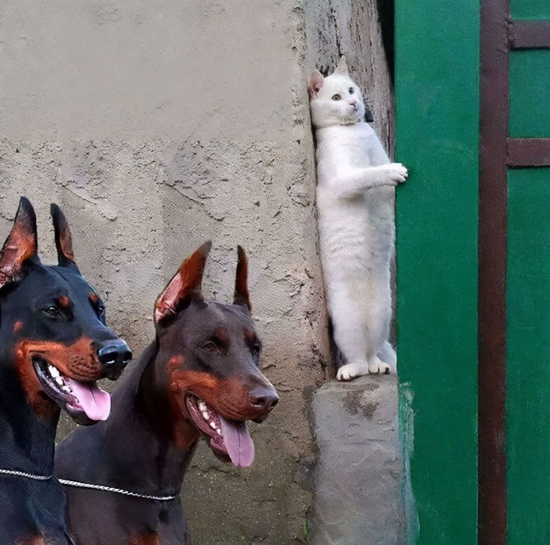 搞笑段子：骑上我心爱的小乌龟