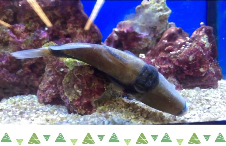 海缸白点怎么彻底消除,该怎么拯救大海