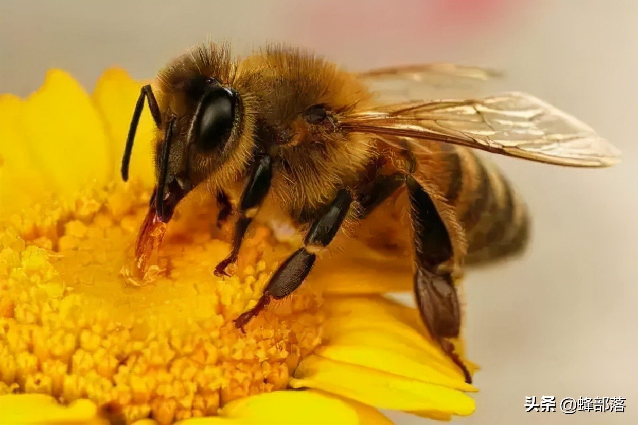 从未用过巢础的野生蜜蜂，家养时需要定期更换，商家赚钱的手段？