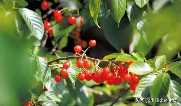 向洛阳人发出邀请国潮盛宴来袭,洛阳发布通知