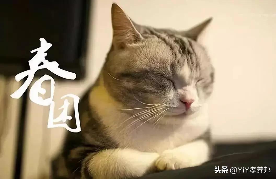 好困呀想睡觉了怎么回事,春天到了每天都困怎么办