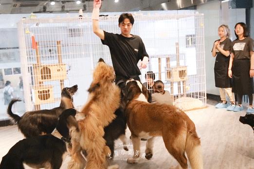 魔都哈士奇体验馆宠物咖啡,魔都哈士奇咖啡馆