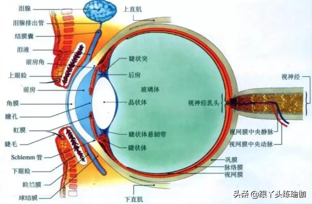 眼部瑜伽可以改善视力吗,护眼最好的瑜伽动作