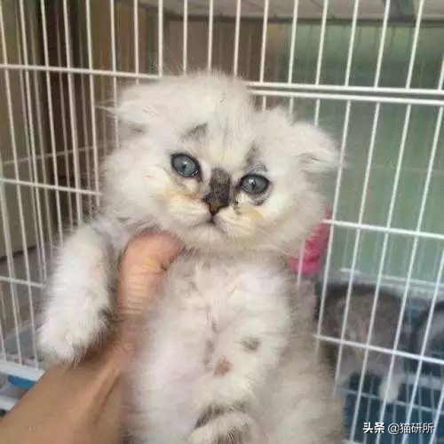 铲屎官得了猫癣怎么处理,铲屎官必知猫咪急救办法