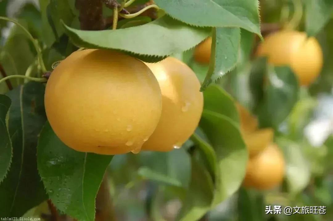 县域副中心有哪些,白水镇如何建设县域副中心