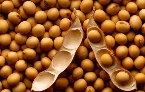 不要再使用大豆奶粉喂养婴儿，可能会导致婴儿长大后严重痛经