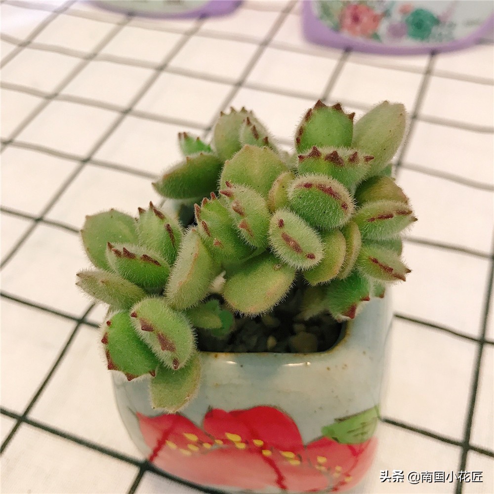 50元小熊多肉,小熊多肉多少钱一棵