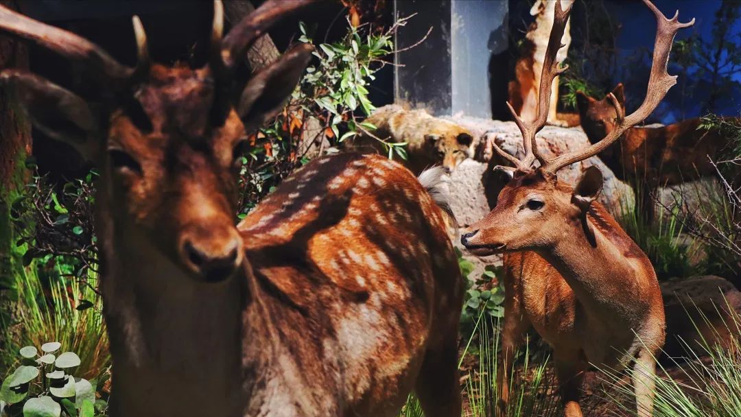 青岛贝林自然博物馆,青岛贝林博物馆门票优惠政策