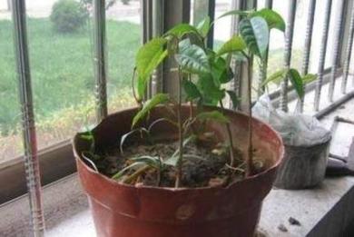 榴莲种子如何水养盆景,榴莲可以长成树吗