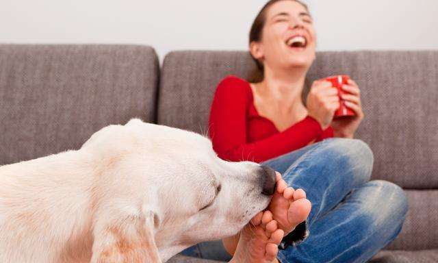 狗狗舔主人的手是什么意思,狗狗舔主人的鼻子是怎么回事