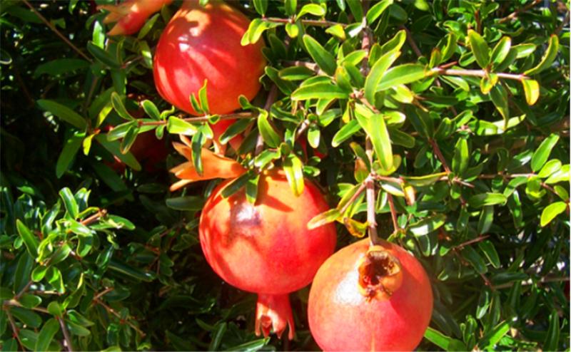 石榴树用什么土栽培好,石榴树怎么剪枝才能高产