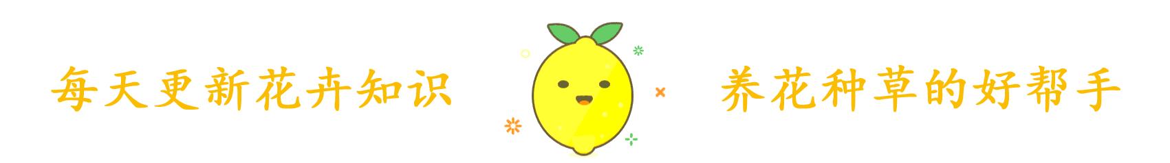 养花先养根养人先养脚,养花前先养土