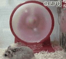 养过仓鼠的才知道的事,养仓鼠要不要给仓鼠洗澡