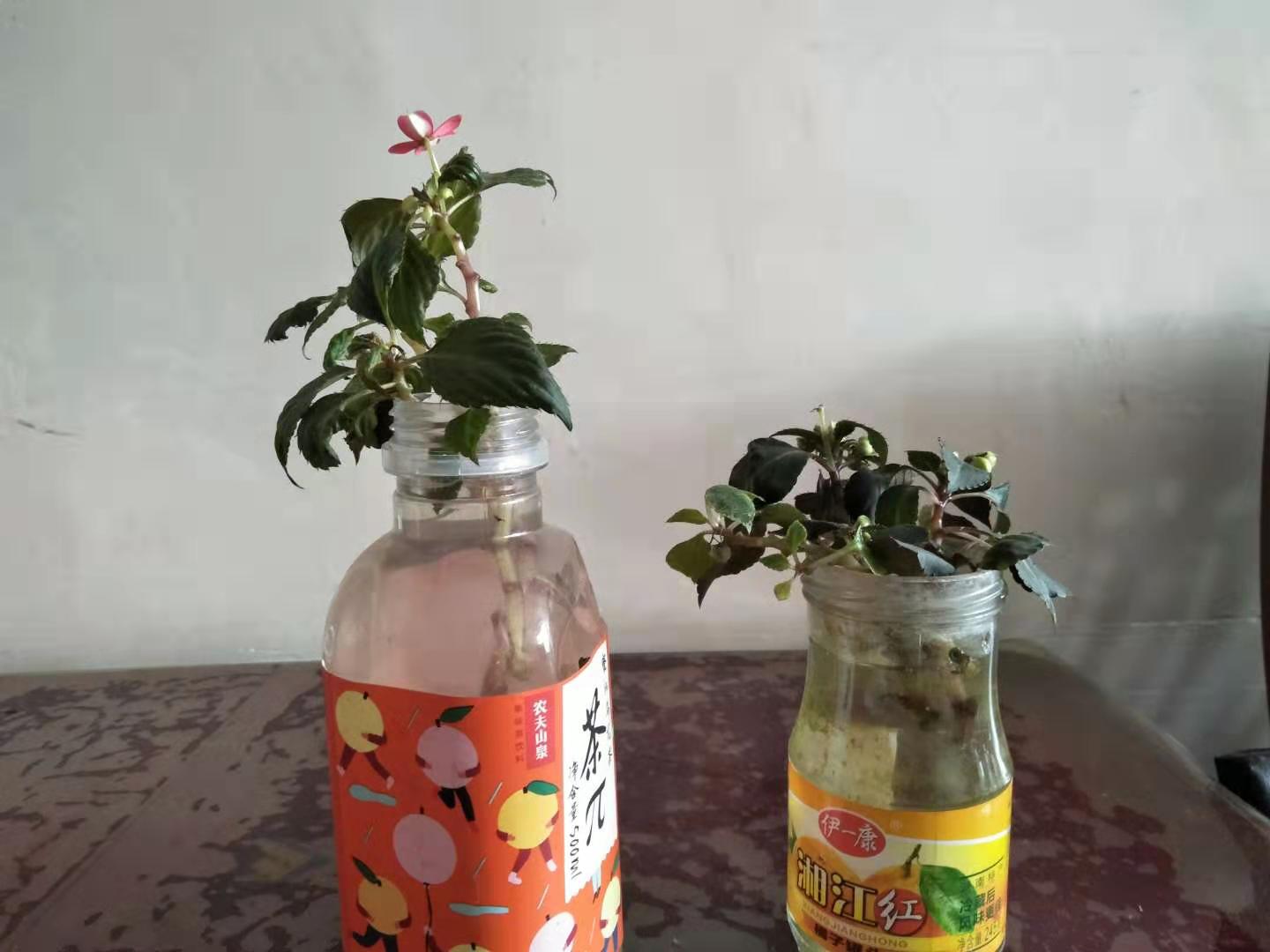 水梅花总是掉叶子，你是不是走进了这些误区？学会了就能爆盆