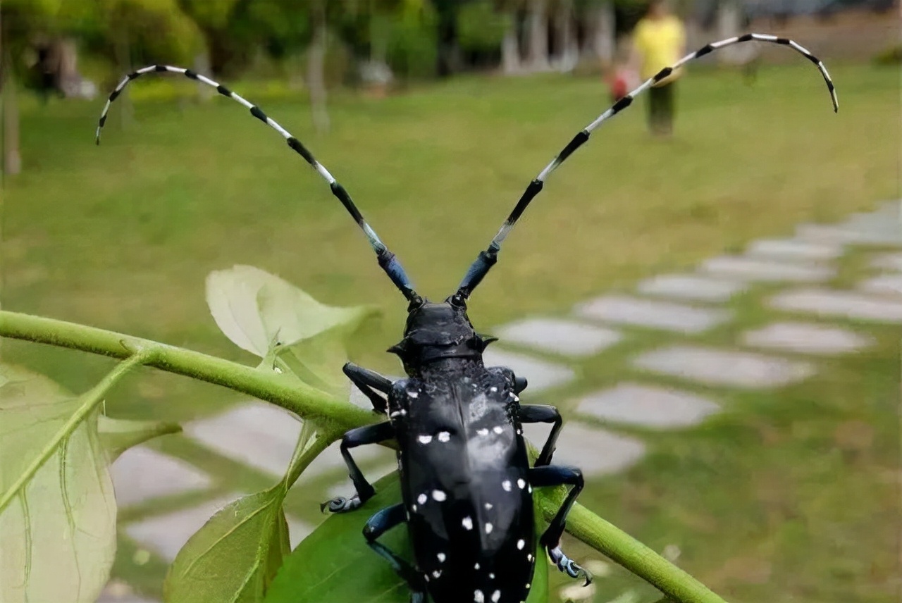 80后的童年吃的野果江西,小时候吃的野果有白汁