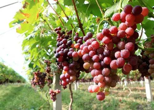 这才是上海最好的牛肉面,近期上海最牛的区