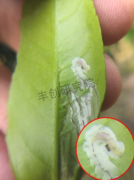 潜叶蛾和红蜘蛛用什么药,潜叶蛾虫害
