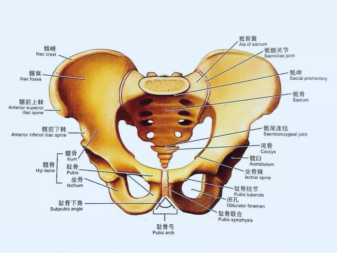 为什么练腹肌的时候腰会痛,练腹肌时腰部酸痛还应该继续吗