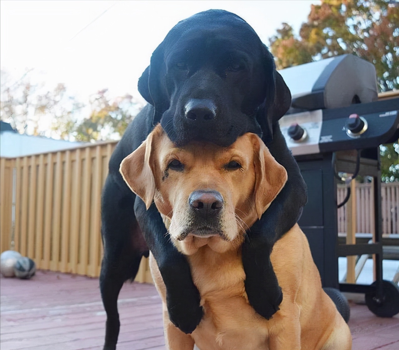 狗狗在交配时，别强行分开它们，不然它们会受伤