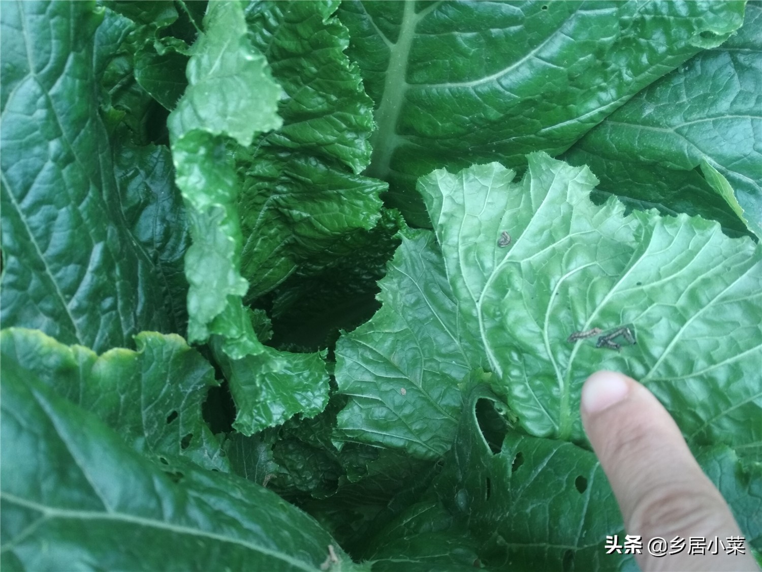 白菜灭虫方式方法是什么,白菜地里有黑虫子怎么办