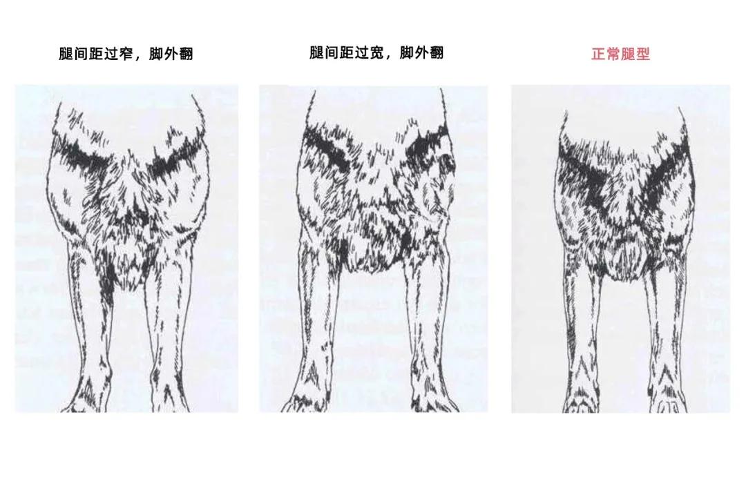 大型犬如何让狗关注力集中,狗狗腿短怎么办
