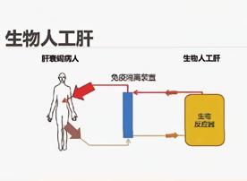 什么是肝衰竭保守治疗,肝功能衰竭活多久