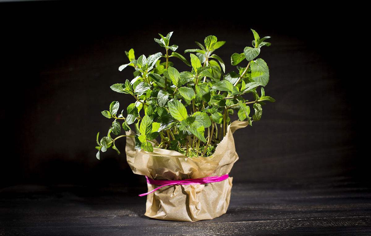 适合卫生间除味的植物有哪些,卫生间净化空气哪种植物最好