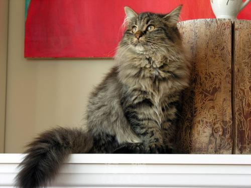 爸爸养猫劝退指南,养猫劝退指南之翻垃圾桶