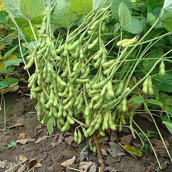 三粒荚毛豆,60天早熟毛豆品种