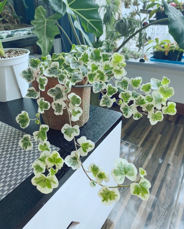 100种绿植大全,50种盆栽绿植花卉大全