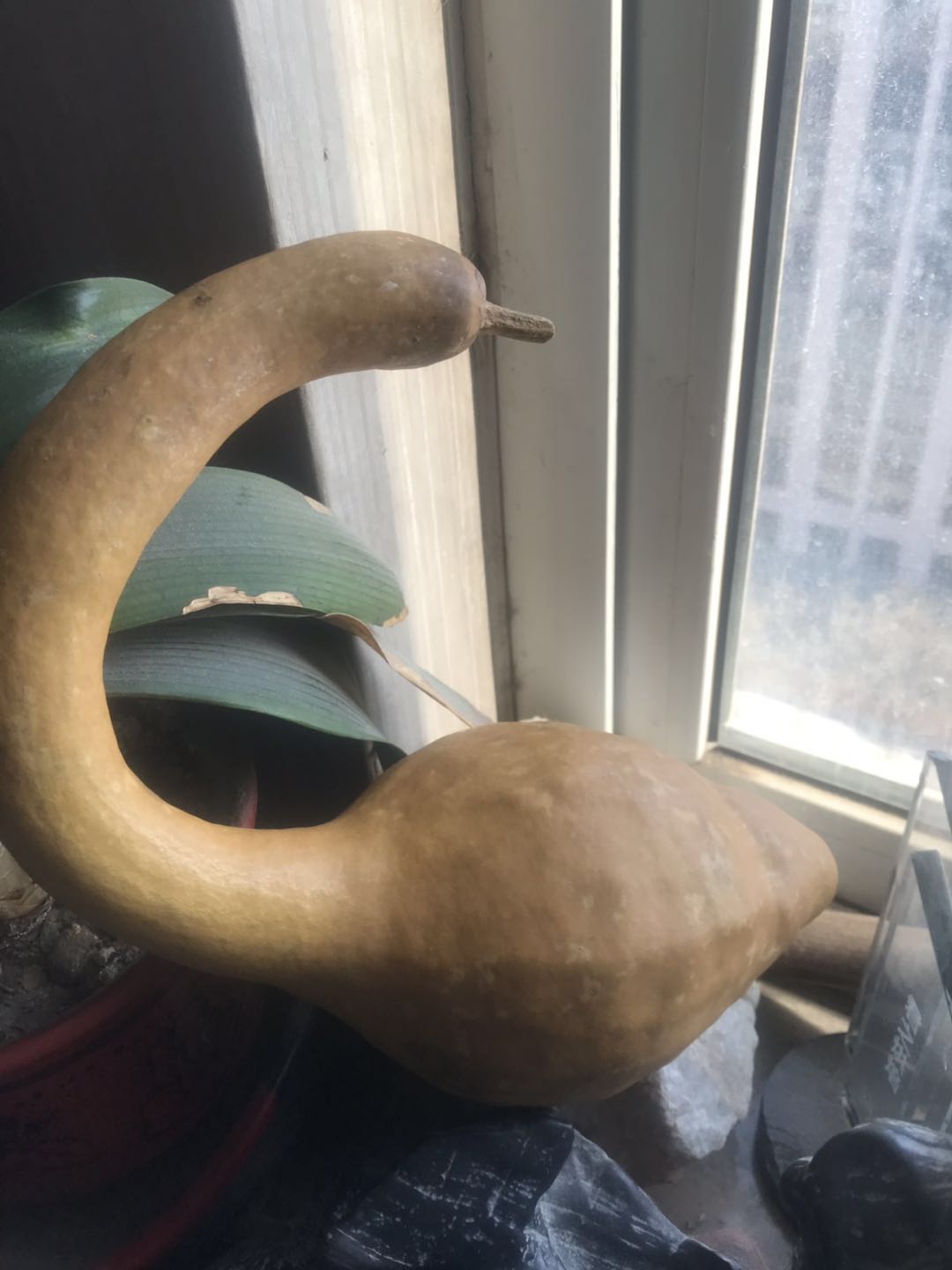 云林鹅,云林鹅无锡