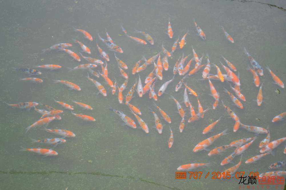 锦鲤苗成长,日本锦鲤水花苗成长