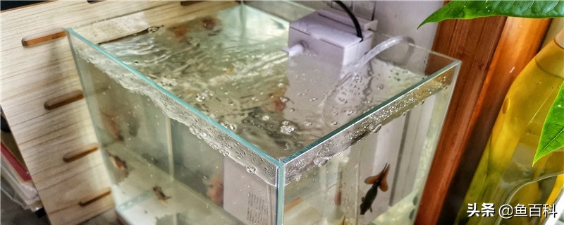 造浪泵能清理鱼缸粪便吗,鱼缸造浪泵鱼粪怎么去除