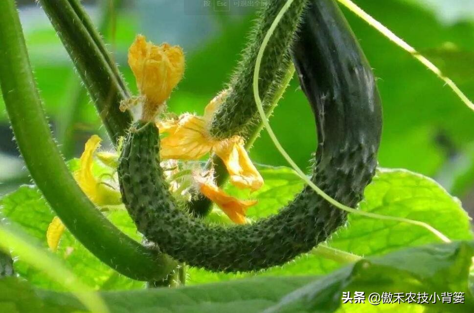黄瓜出现弯瓜该怎么处理视频,使黄瓜弯瓜变直的方法
