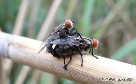 世界上十种杀不死的动物,世界上会杀死自己的五种动物