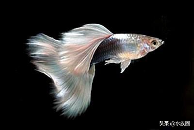 养孔雀鱼需要配备什么,养孔雀鱼需要哪些用品