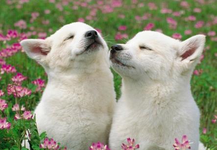 狗狗突然疯狂舔地板呕吐怎么回事,狗狗呕吐食物是死亡征兆吗