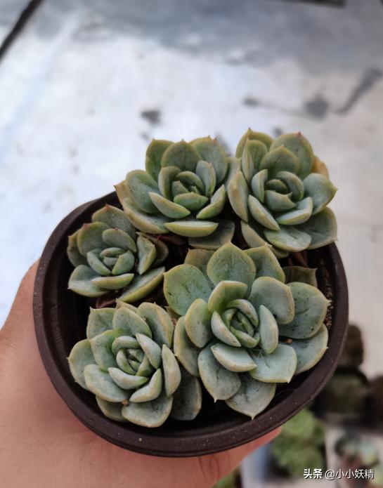 肉肉开箱专辑,肉肉开箱视频大全