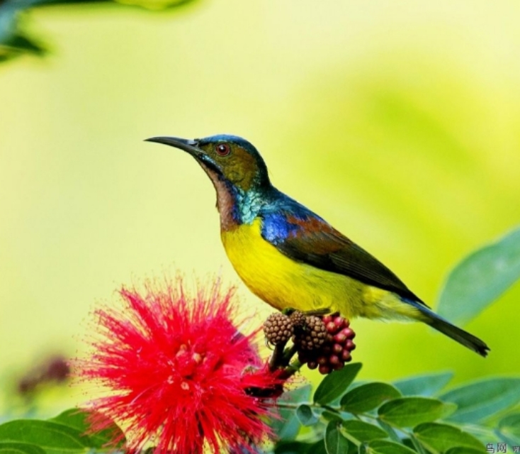 太阳鸟品质,太阳神鸟绝美