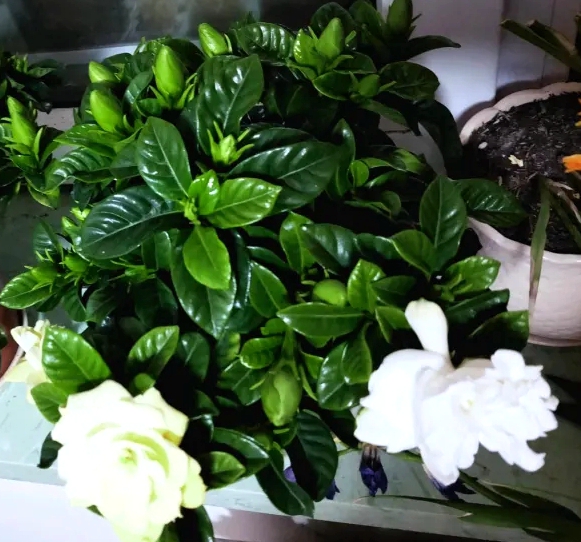 栀子花叶黄掉花苞的解决办法,栀子花黄叶和掉花苞怎么办