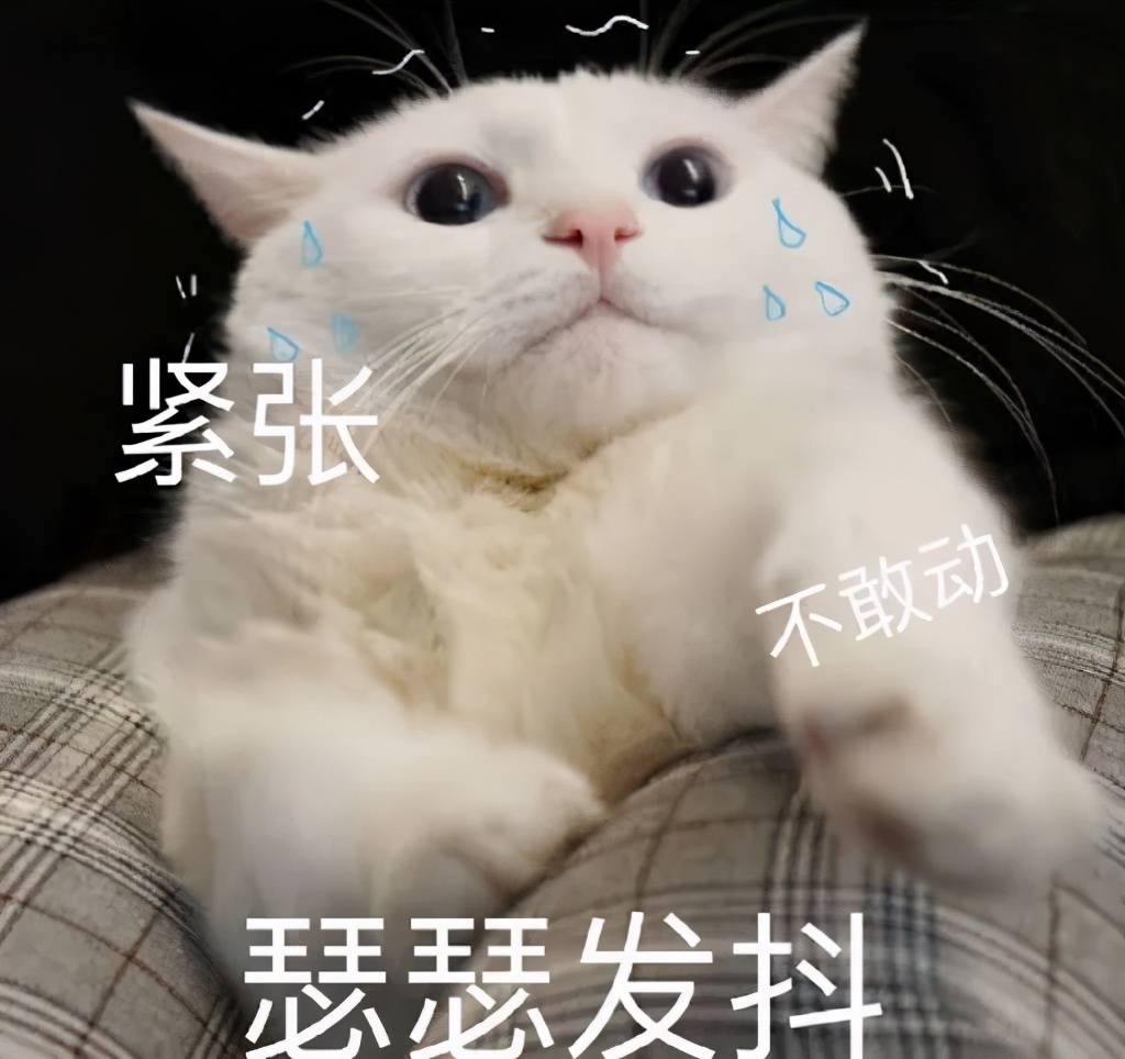 猫咪最适合哪种猫包,透明猫包对猫咪有哪些不好