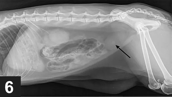 猫会不会憋屎憋死,猫会被尿憋死吗