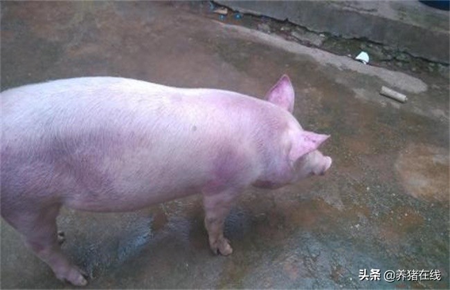 哺乳仔猪全身发红不吃食,仔猪拉稀发红怎么治