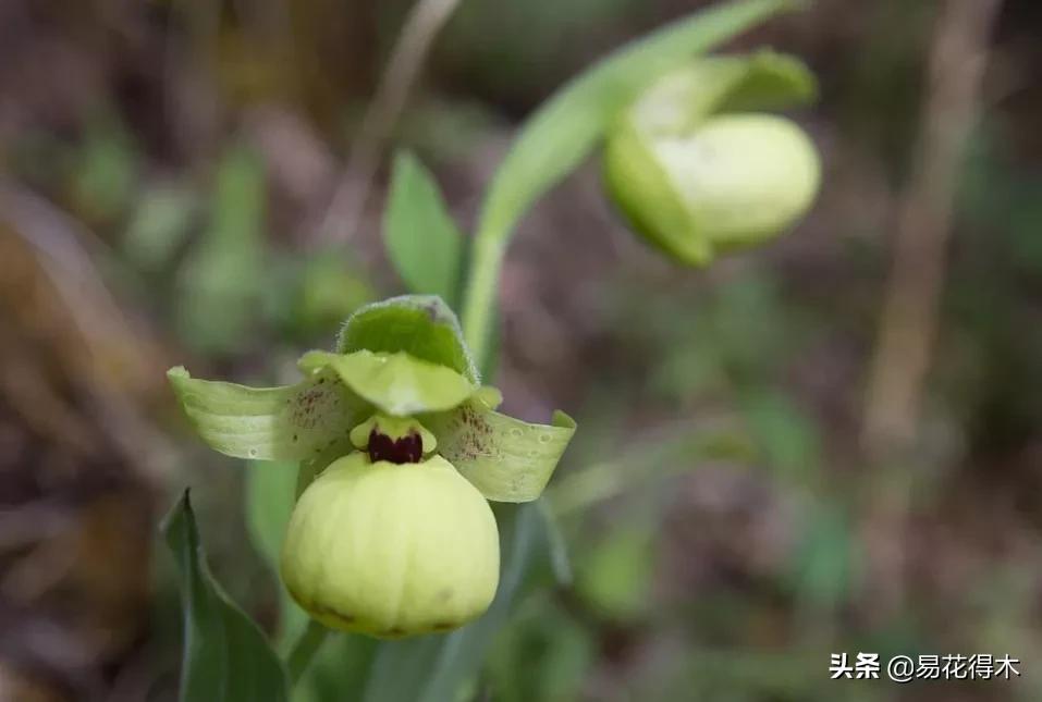 国家二级黄花杓兰,黄花杓兰与西藏杓兰