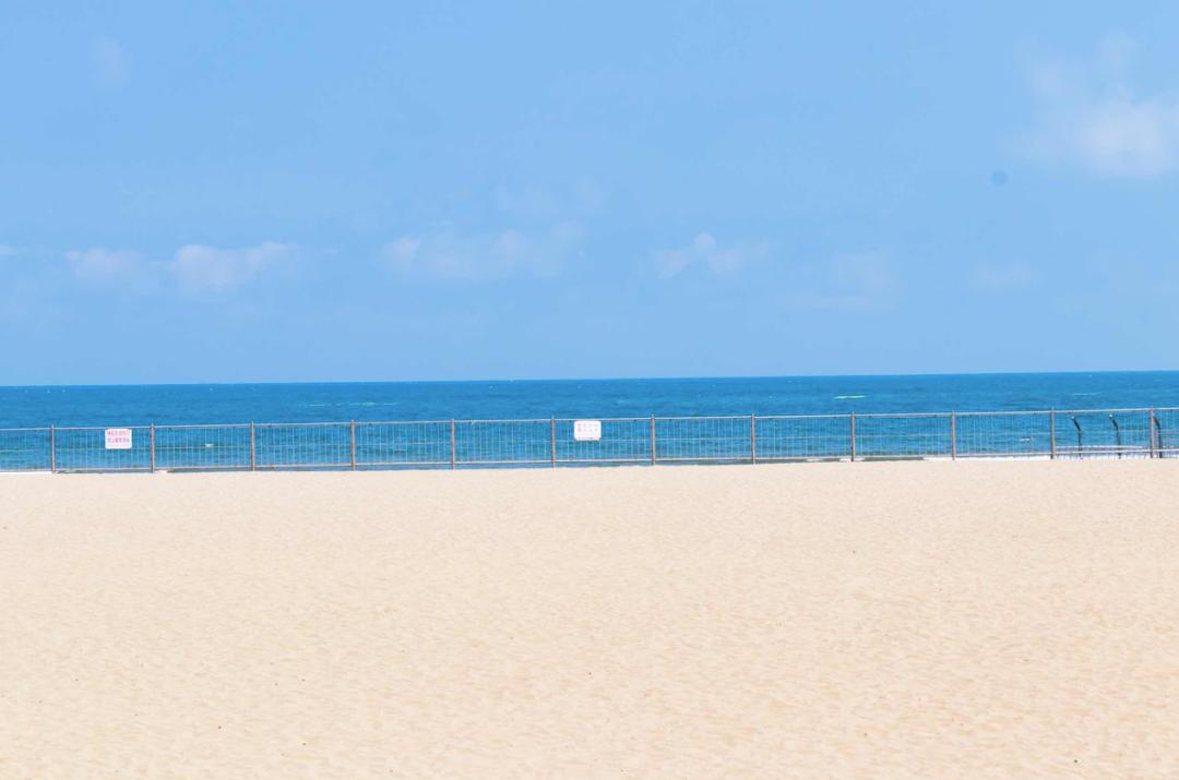 海滨老城泡桐花 (海滨老城紫色泡桐花)