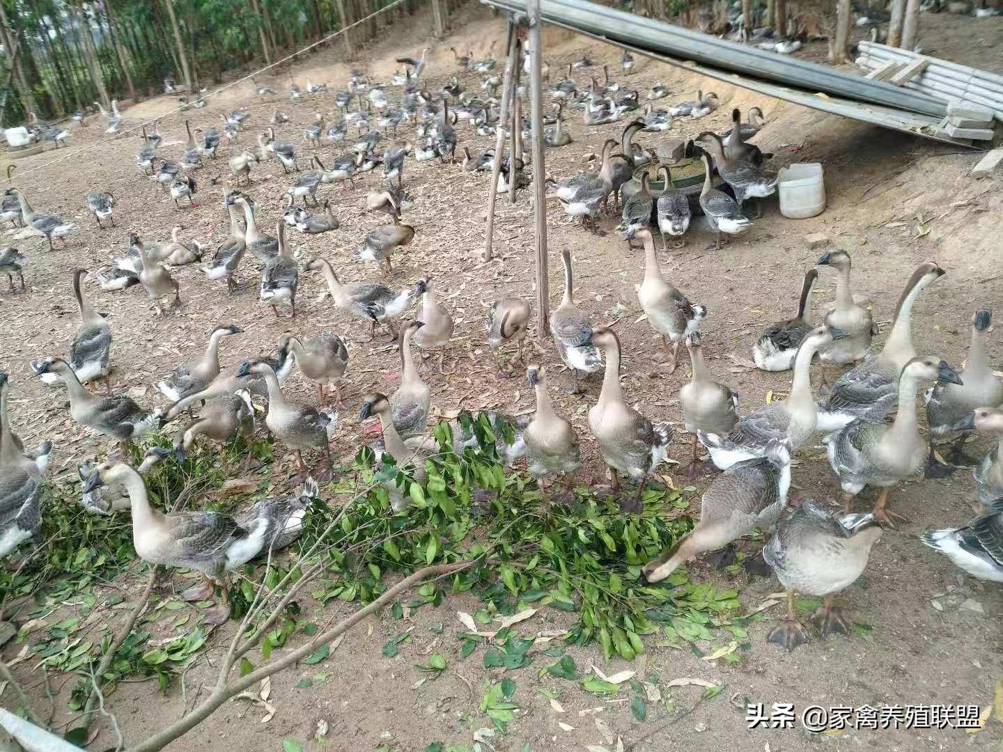 今天鹅价怎么样,今天鹅的市价